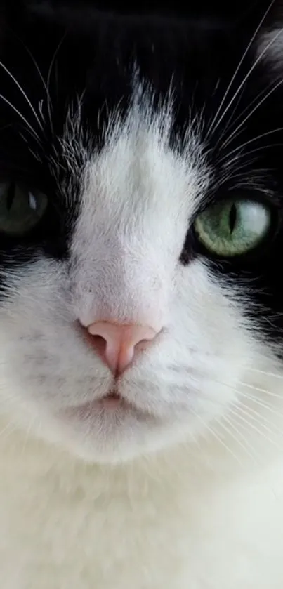 Close-up of black and white cat with green eyes.