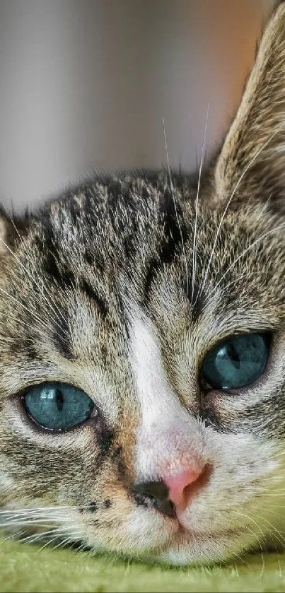 Cute kitten with blue eyes resting.