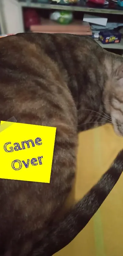 Sleeping cat with Game Over note on back.