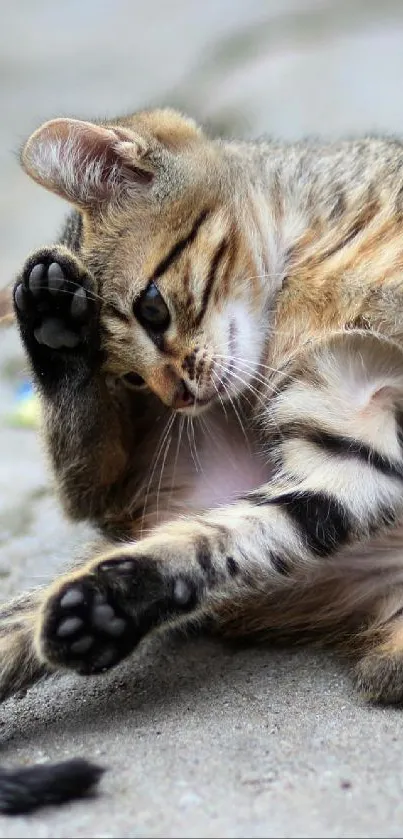 Tabby cat grooming itself on a concrete surface.