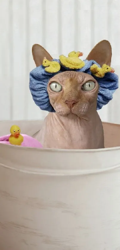 Hairless cat in bucket with ducks, playful mobile wallpaper.
