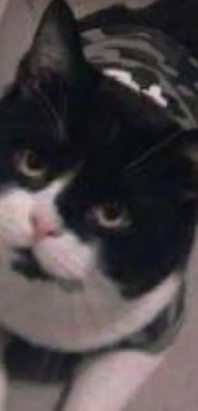 Black and white cat in a camo sweater looking up.