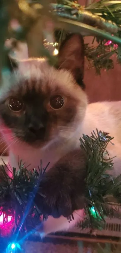 A cute cat nestled in a Christmas tree with colorful lights.