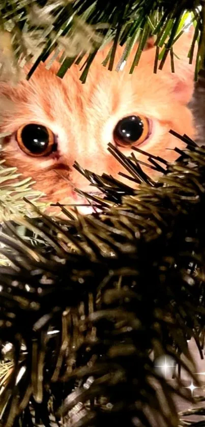 Ginger cat peeking through Christmas tree branches.