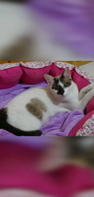 Cute cat lounging in a pink bed, ideal for mobile wallpaper.