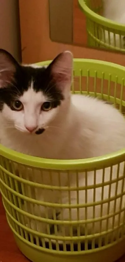 Black and white cat resting in a green basket, in a cozy setting.