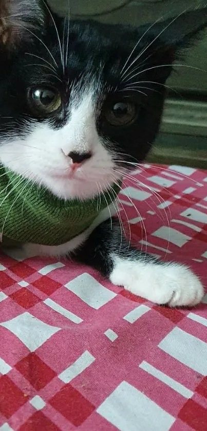 Cute black and white cat with green sweater on pink plaid background.