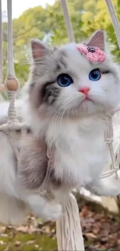 Adorable fluffy cat with blue eyes in a hammock outdoors.