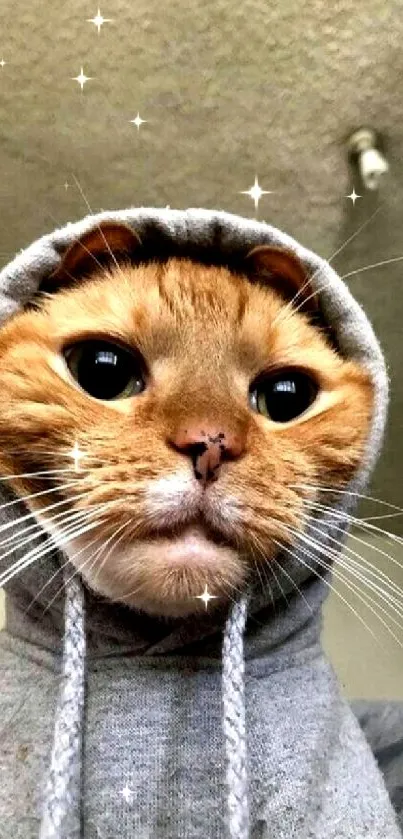 Adorable cat in a grey hoodie looking cute and funny