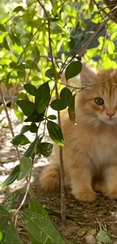 Adorable fluffy kitten surrounded by green leaves outdoors.