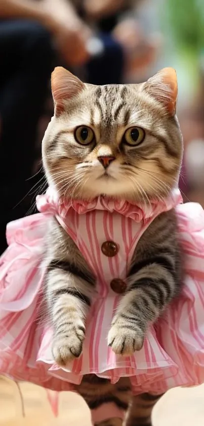 Cat wearing a pink striped dress, standing upright, looking inquisitively.