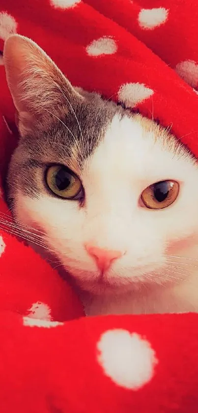 Cat snuggled in red polka dot blanket, looking cozy.