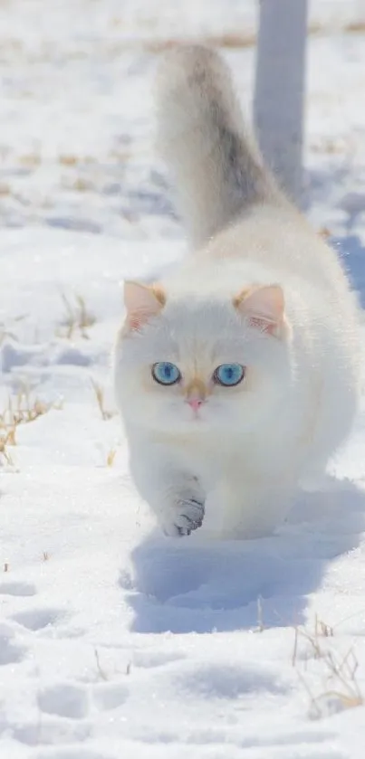 Adorable white cat with blue eyes walking in snow.