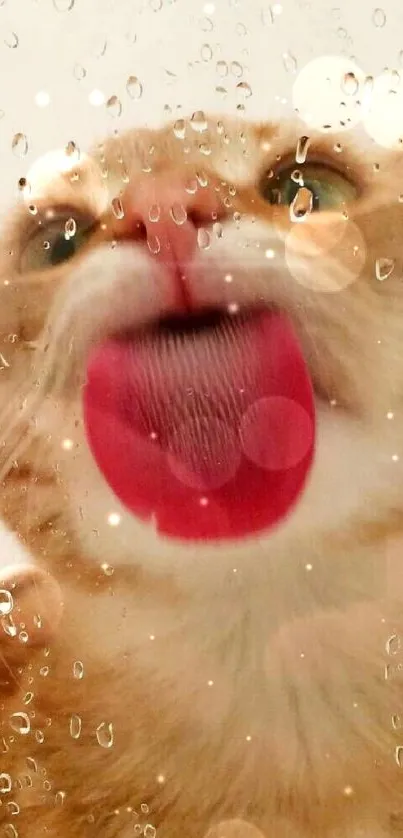 Adorable cat licking glass with water droplets.