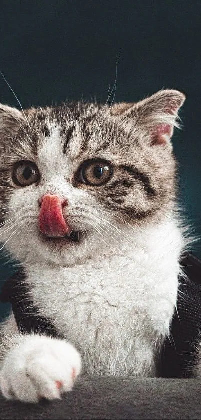 Adorable tabby cat licking its nose, dressed in black harness.