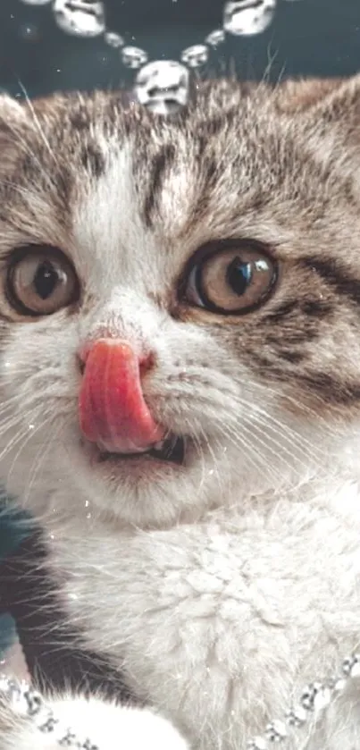 Cute tabby kitten licking nose with jewels.