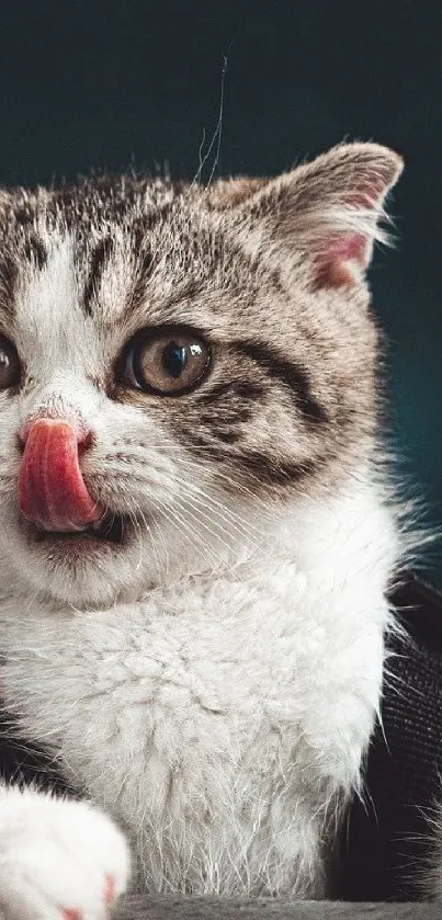 Cute cat licking its nose in this charming mobile wallpaper.