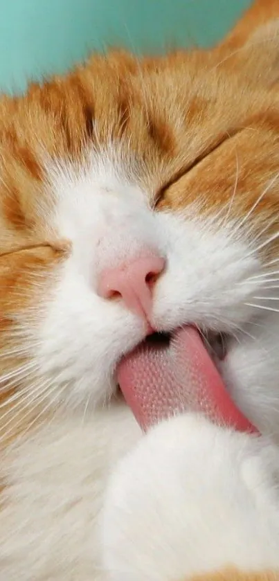 Close-up of a cute ginger cat licking its paw.