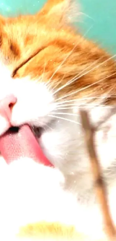 Cute cat licking paw with orange fur against a vibrant background.