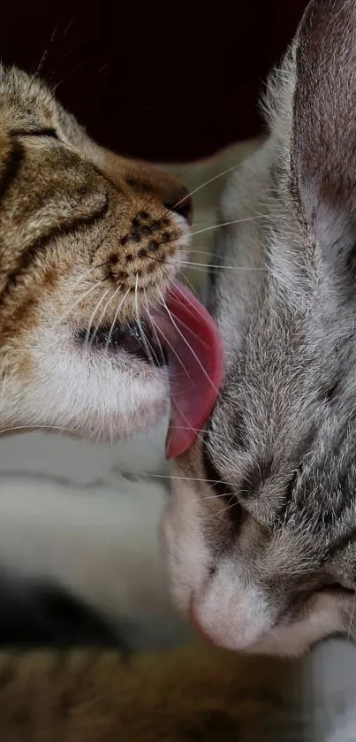 Two cats sharing a tender moment, one licking the other in close-up view.
