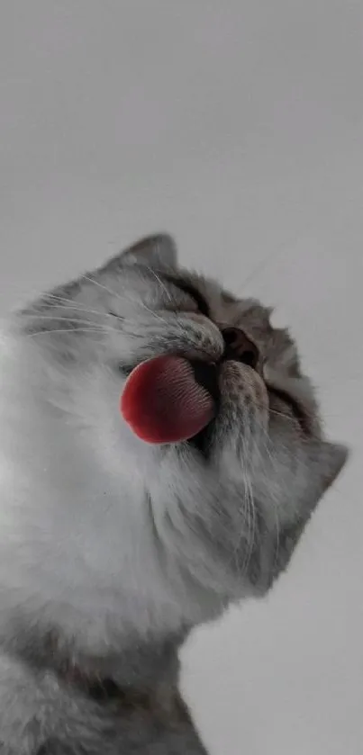 Gray cat licking with pink tongue exposed against soft background.