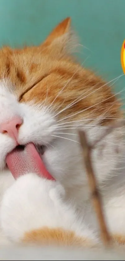 Orange and white cat licking its paw with a cute emoji.