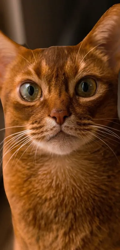 Adorable brown cat with large eyes.