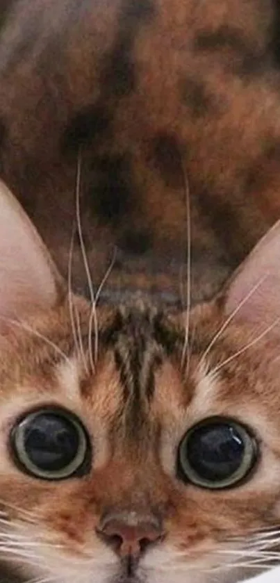 Close-up of a cute, wide-eyed cat with brown striped fur.