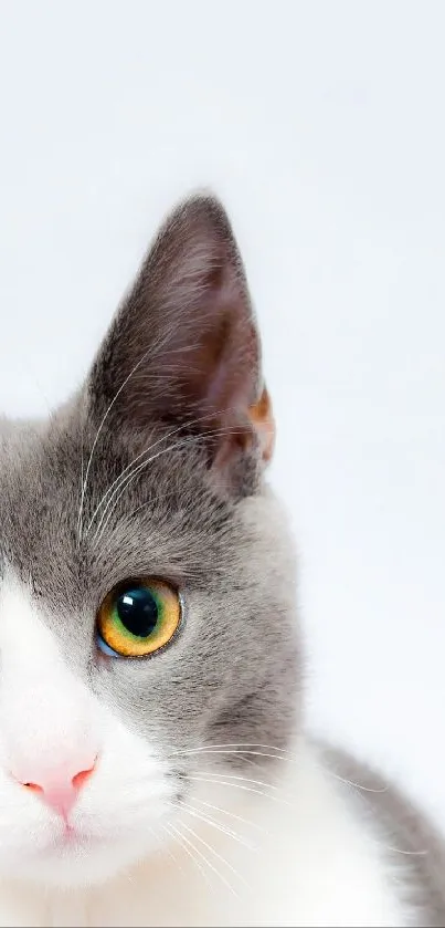 Adorable grey and white cat with green eyes against a light background.