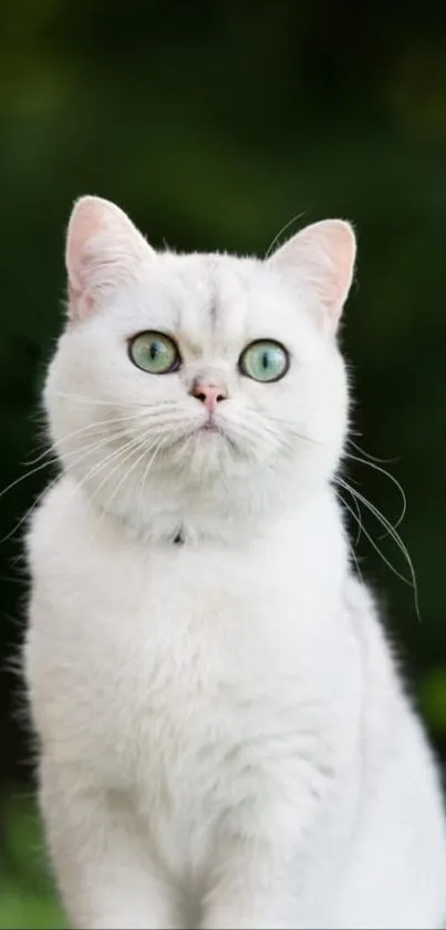 Cute white cat with green eyes on a mobile wallpaper.