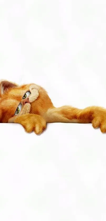 Adorable orange cat hanging on white background wallpaper.