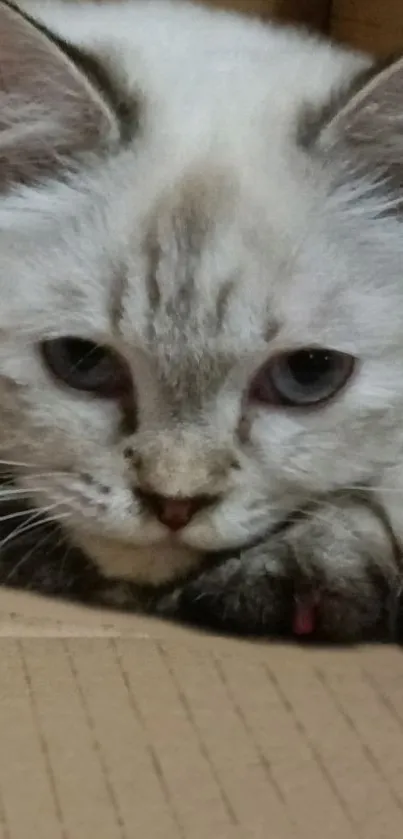 Fluffy grey and white cat close-up image.