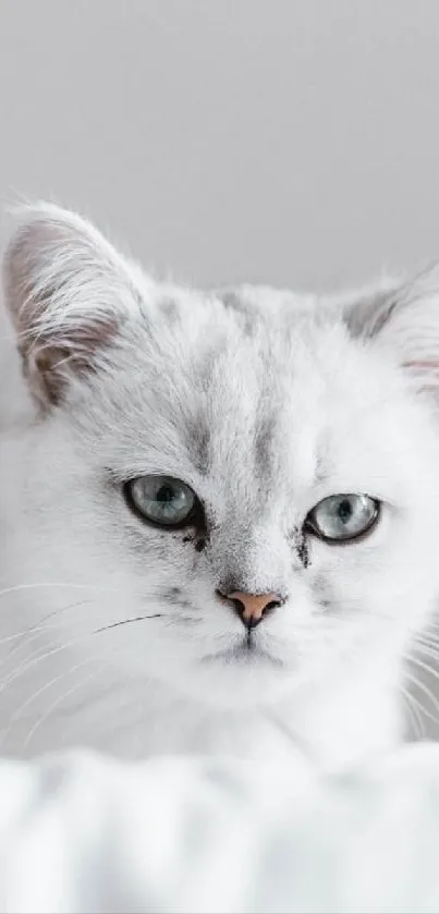 Minimalist mobile wallpaper featuring a cute gray kitten.