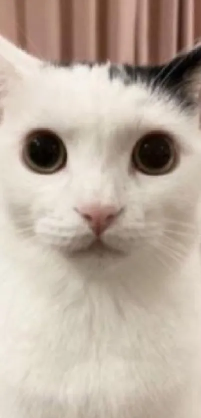 Adorable white cat with a curious look against a pink background.