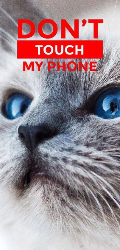 Gray cat with blue eyes phone wallpaper.