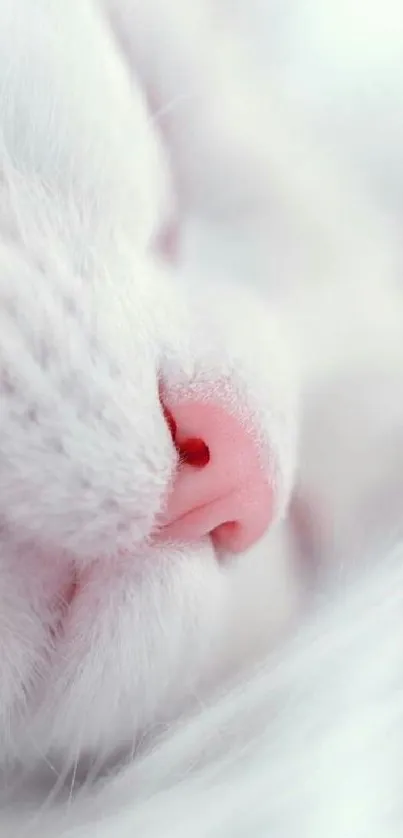 Close-up of a cute cat's pink nose and soft white fur.