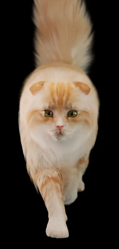 Realistic ginger cat against a black background for mobile wallpaper.