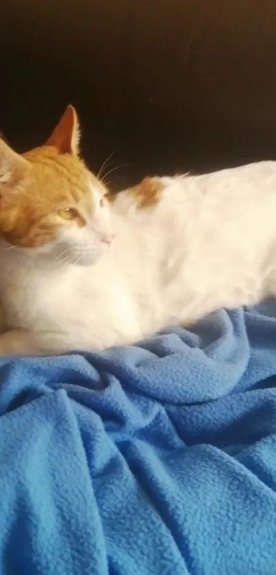 Orange and white cat lounging on a cozy blue blanket.