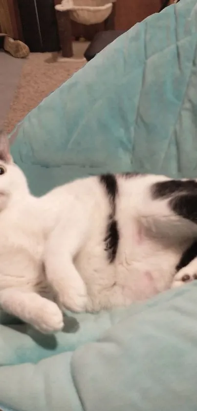 Cute black and white cat on a soft blue chair.