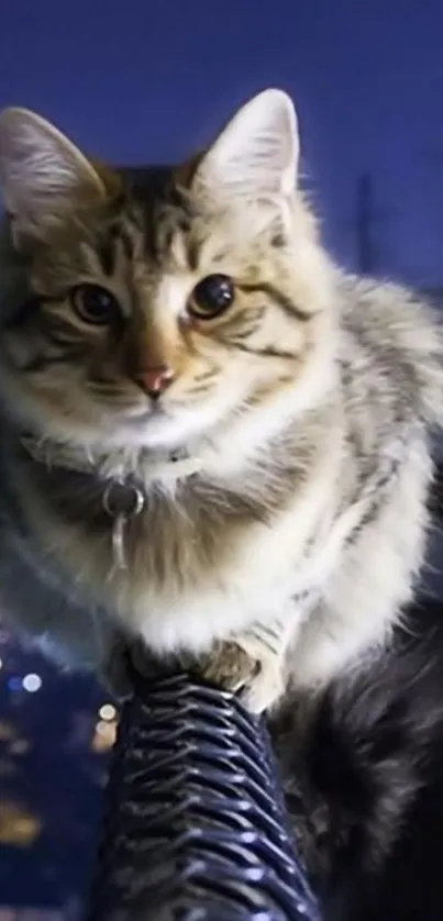 Fluffy cat perched on a city fence with a night-time cityscape in the background.