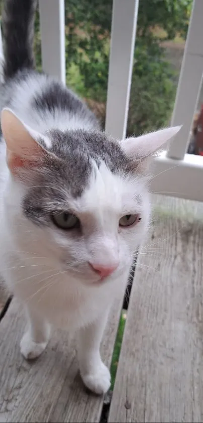 Cute cat standing on a wooden deck, looking curious.