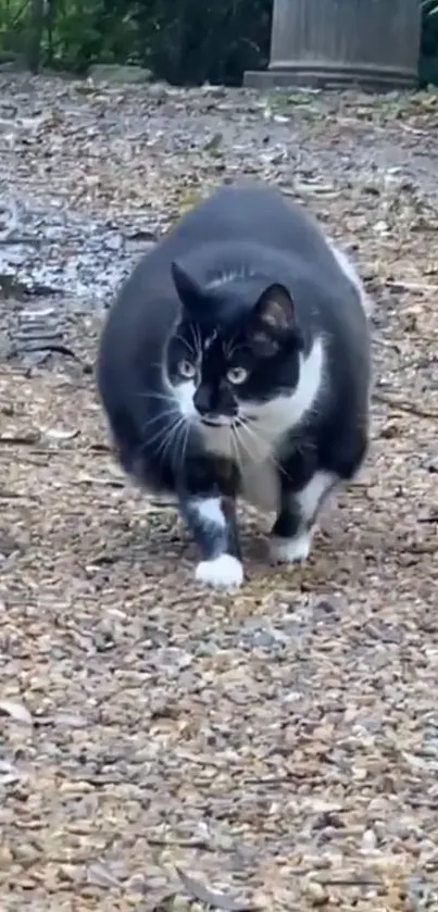 Black and white cat walking on a gravel path outdoors.