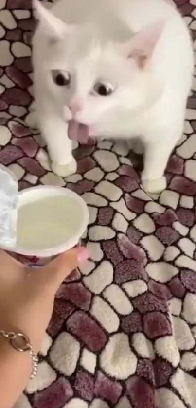 White cat plays on a purple blanket with a yogurt cup.