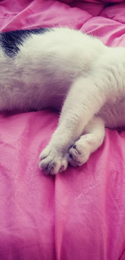 A cute cat resting on a soft pink blanket.