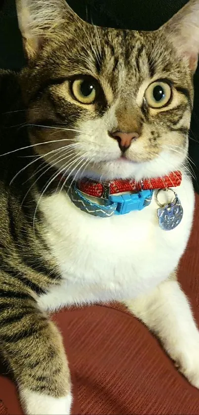 Close-up of a cute cat with striped fur and red collar on a red blanket.