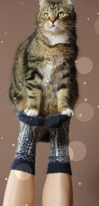 Cat perched on blue socks against a brown background.