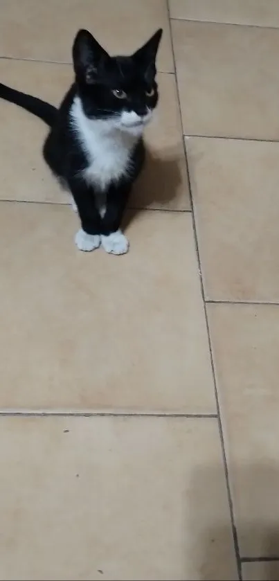 Black and white cat sitting calmly on a beige tiled floor.