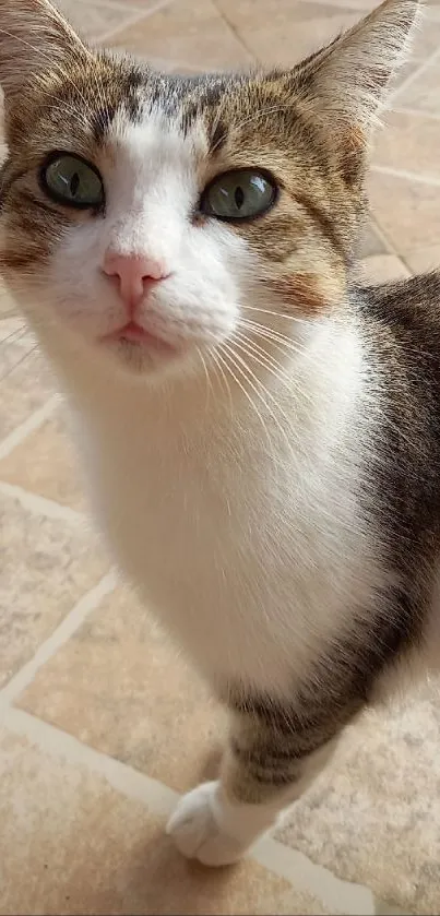 Cute cat with green eyes on a tiled floor.