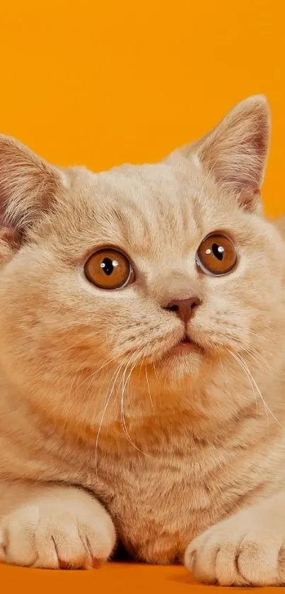 Adorable cat on vibrant orange background wallpaper.