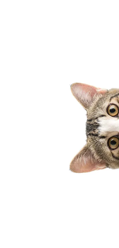 Curious cat peeking on a white background.